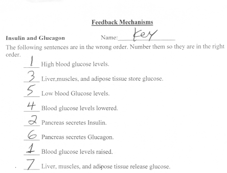 Biology 3201 Answer Key For Endocrine System Worksheets