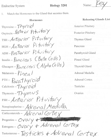 Biology 3201 Answer Key For Endocrine System Worksheets | Free