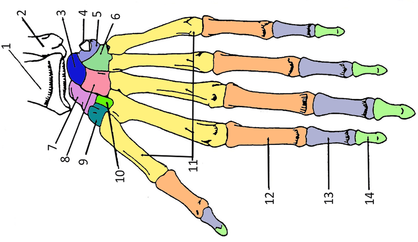 Color The Bones Of The Hand