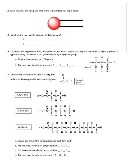 Solved  Name  Pd  Lipids Worksheet 1  Are Lipids Organic M