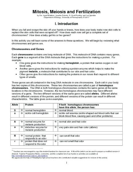 Meiosis And Mitosis Worksheets â Katyphotoart Com
