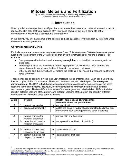 Mitosis Meiosis Protocol