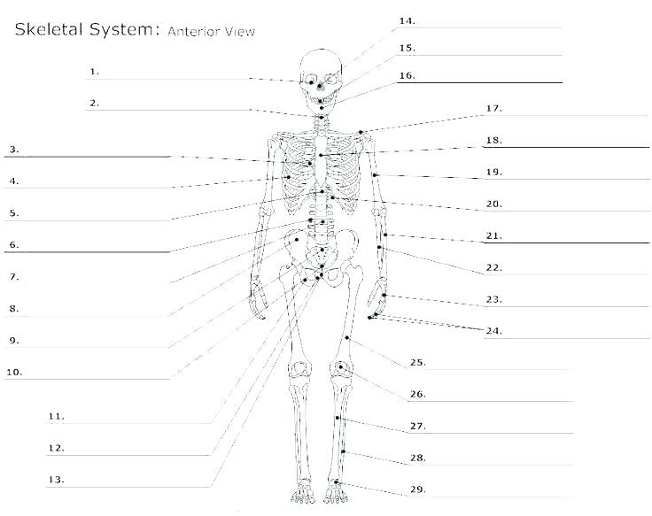 Muscle Fill In The Blank Worksheets Human Anatomy Labeling | Free