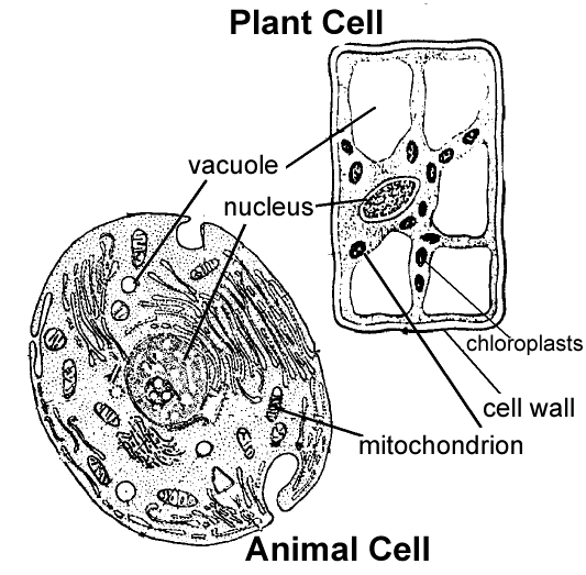 Identifying Animal And Plant Cell Parts