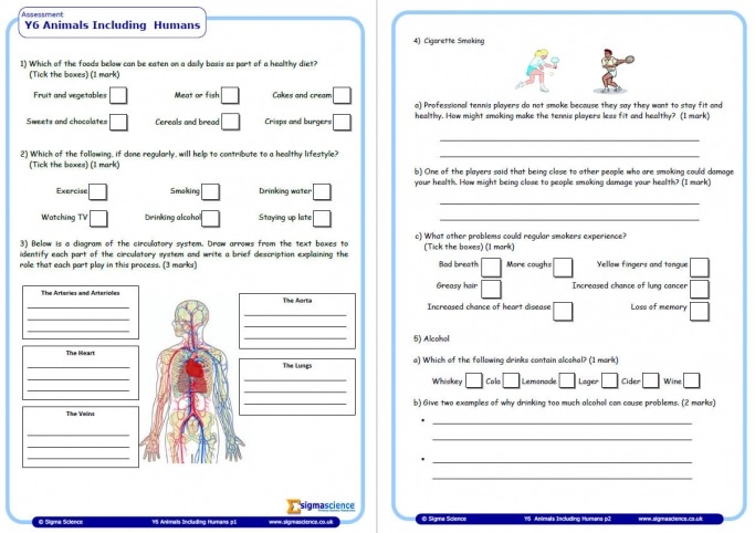 Year 6 Science Assessment Worksheet With Answers â Humans