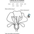 Parts Of Flower Worksheets