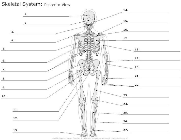 Skeleton Labeling Worksheet