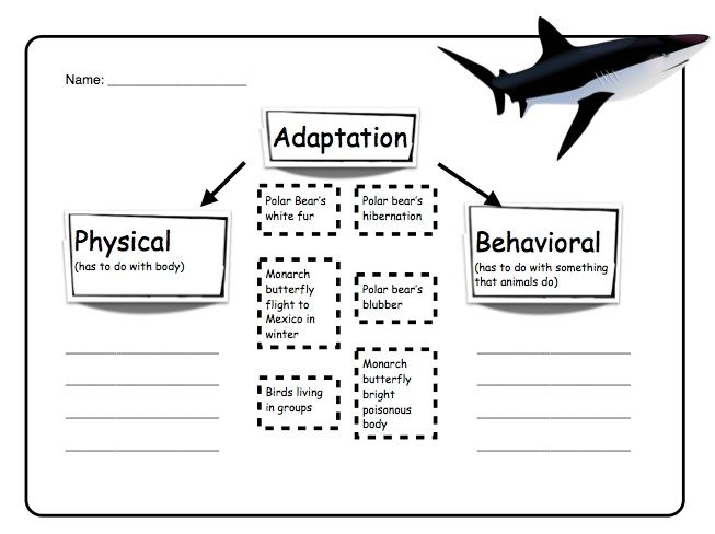 Animal Adaptation