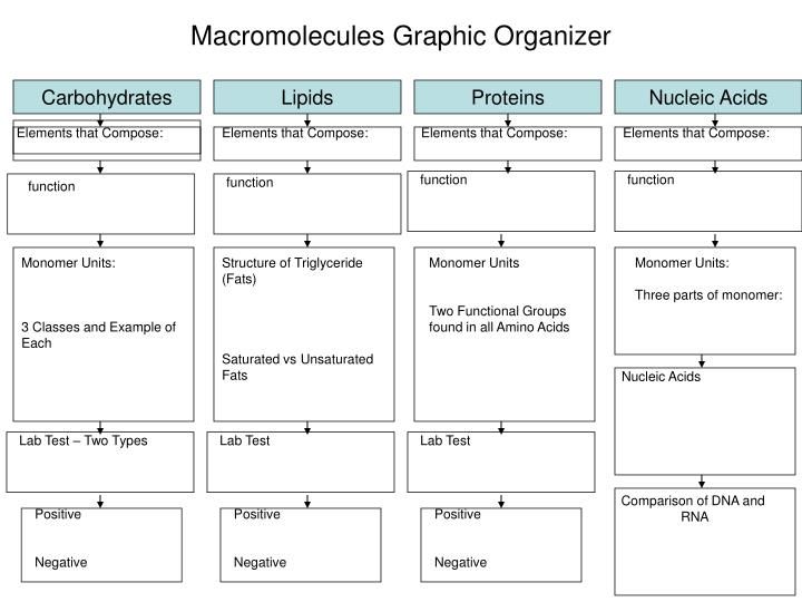 Macromolecules Graphic Organizer
