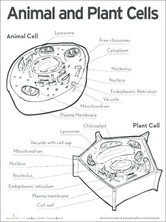 Animal Cell Printable