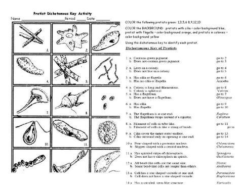 Protist Dichotomous Key Worksheet Activity