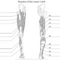 Anatomy Muscle Worksheets