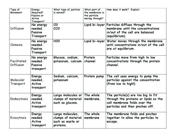 Cell Transport Worksheets Answers â Odmartlifestyle Com
