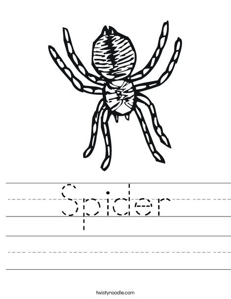 Spider Worksheet