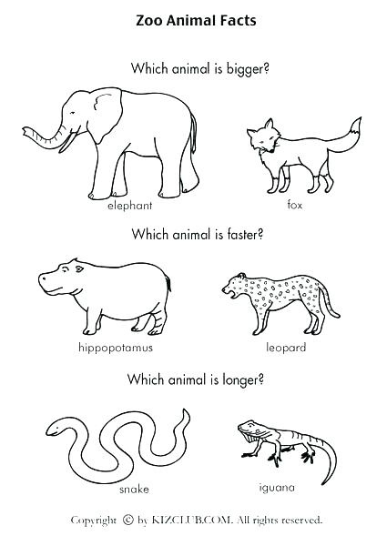Kindergarten Zoo Animals Worksheets Colouring Sheet Fun For Kids