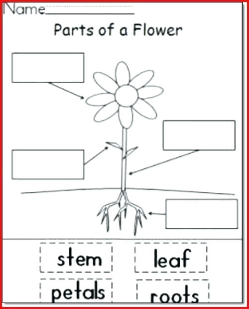 Parts Of A Plant Worksheets â Odmartlifestyle Com