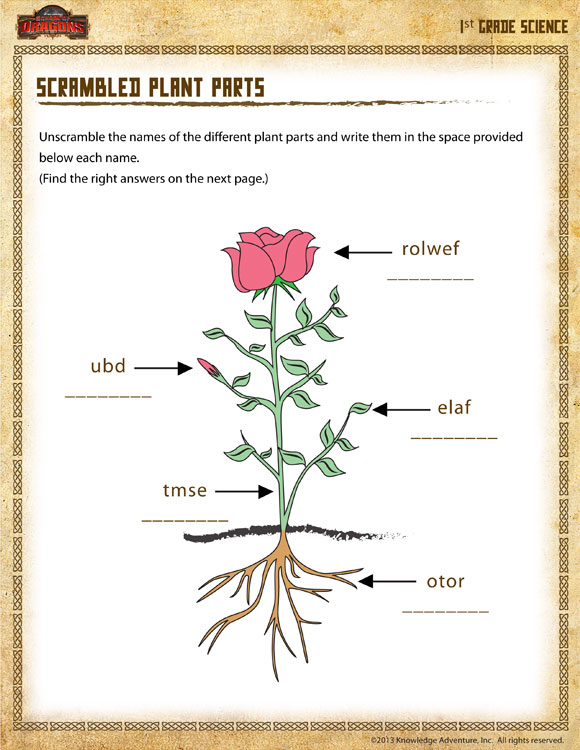 Scrambled Plant Parts View â 1st Grade Science Worksheet