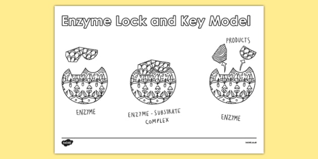 Ks4 Science Revision Colouring Enzyme Lock And Key Model